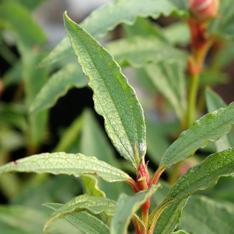 Cistus aguilarii Maculatus (Foliage)