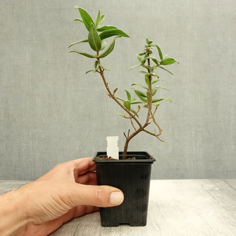 Cistus albidus - Ciste cotonneux - Godet de 8/9 cm sample as delivered in autumn