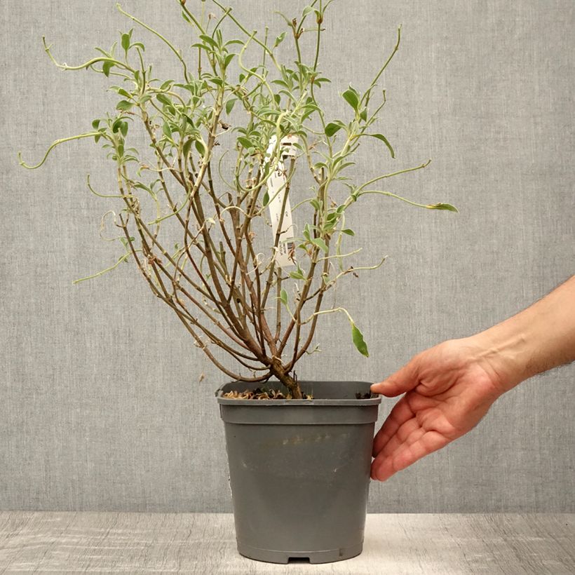 Cistus x argenteus Peggy Sammons - Rockrose 2L/3L pot sample as delivered in summer
