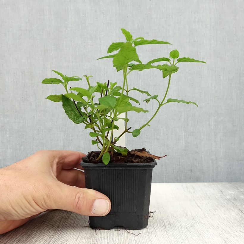 Cistus x corbariensis - Rockrose 8/9 cm pot sample as delivered in autumn
