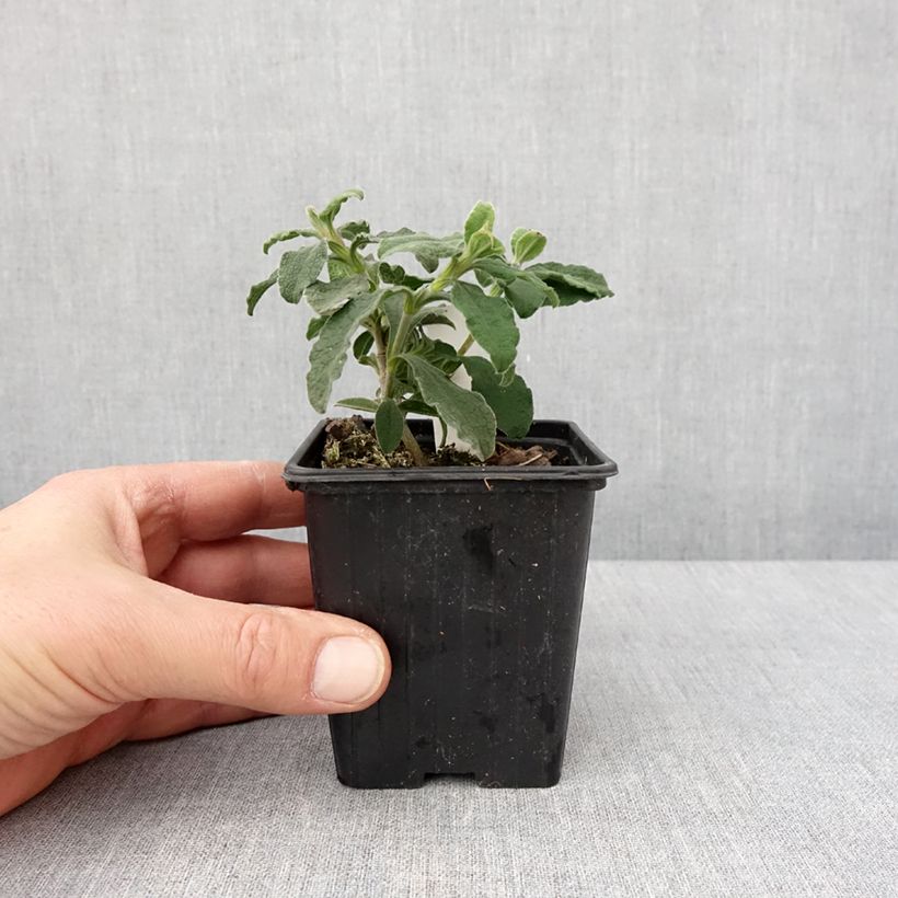 Cistus Grayswood Pink 8/9 cm pot sample as delivered in winter