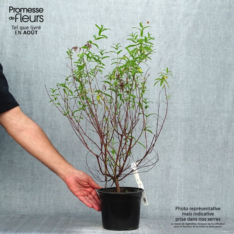 Cistus monspeliensis - Montpelier Rockrose 2L/3L pot sample as delivered in summer