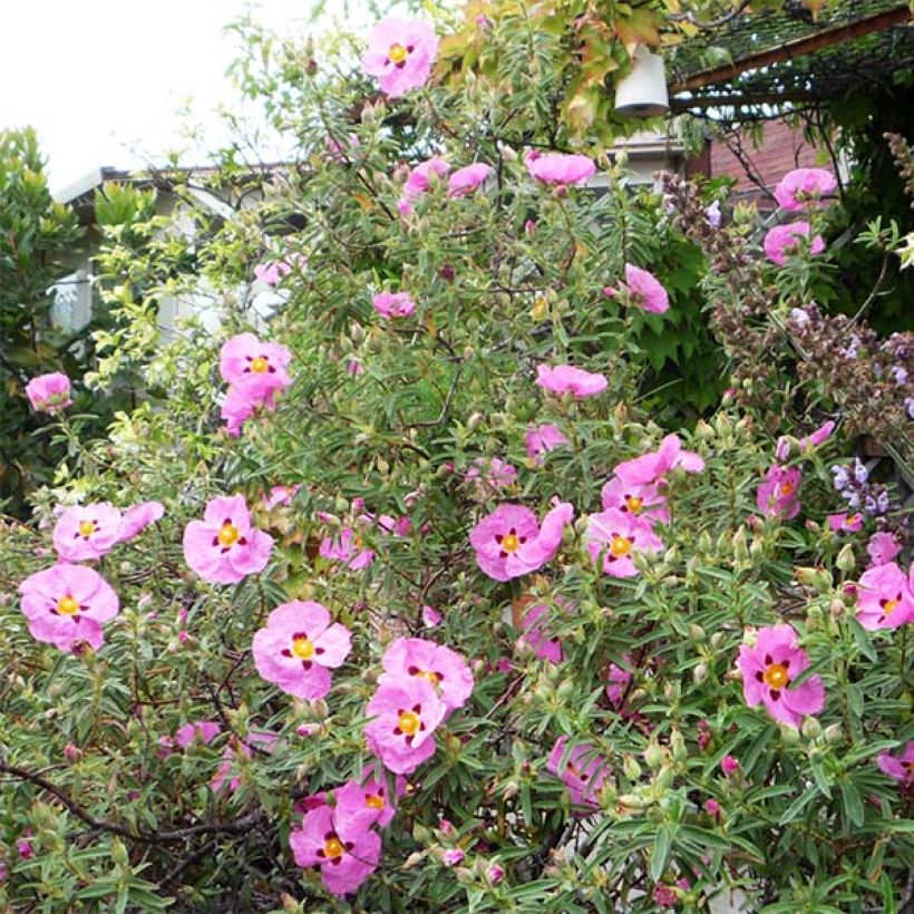 Cistus x purpureus - Rockrose (Plant habit)