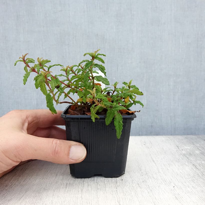 Cistus x florentinus Repens - Ciste - Godet de 8/9 cm sample as delivered in autumn