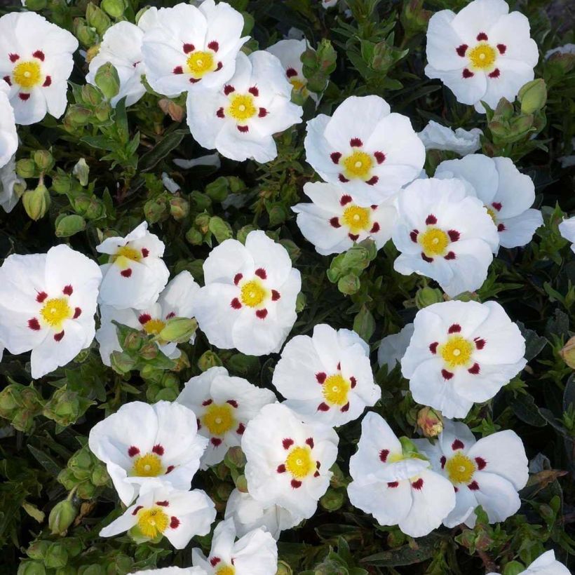 Cistus lusitanicus Decumbens - Rockrose (Flowering)