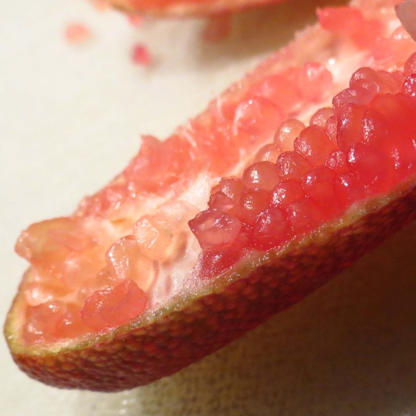 Red Crystal Finger Lime with red pearls - Microcitrus australasica (Harvest)