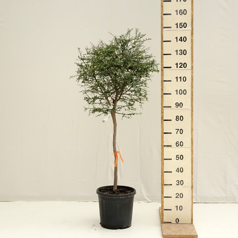 Finger Lime - Microcitrus australasica 18L/20L pot, Half standardShipped height around 100/+cm sample as delivered in spring