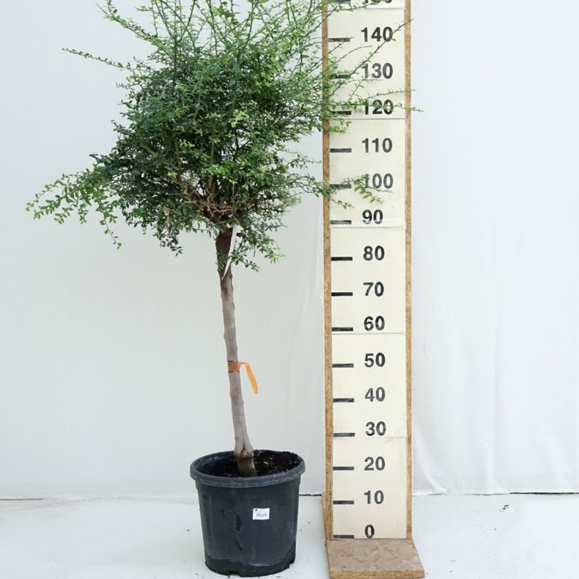 Finger Lime - Microcitrus australasica 18L/20L pot, Half standard sample as delivered in summer