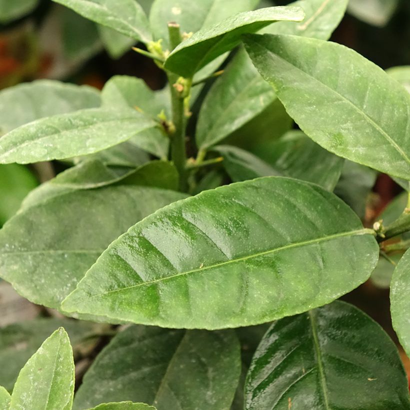 Citrus Volkameriana - Bitter Lemon (Foliage)