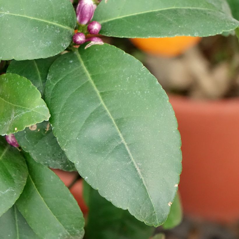 Citrus aurantiifolia Red Lime - Key Lime (Foliage)