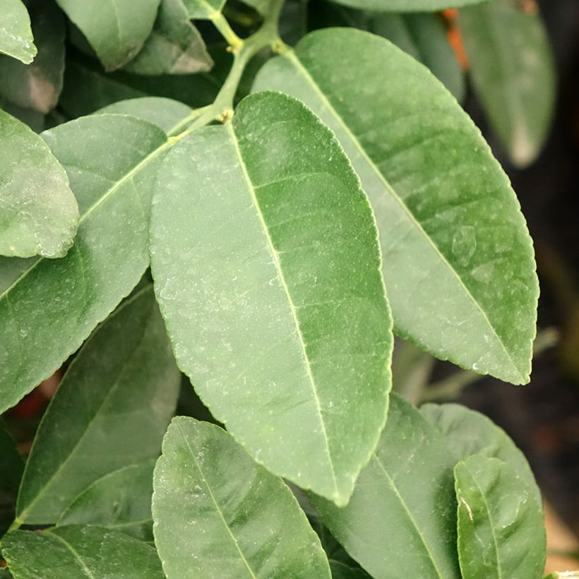 Citrus aurantiifolia Red Lime - Key Lime (Foliage)