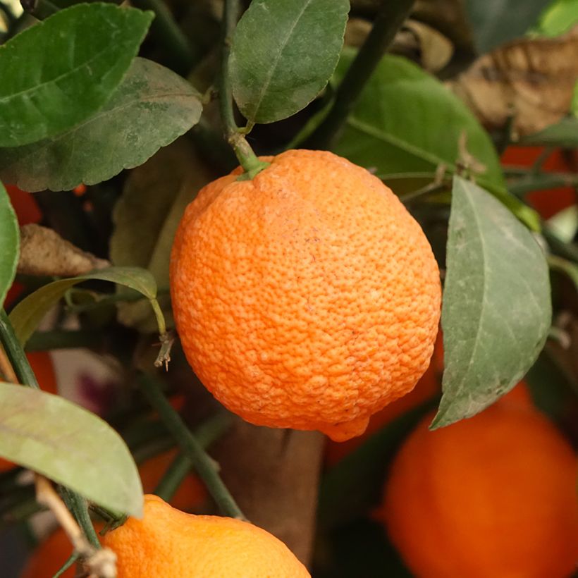 Citrus aurantiifolia Red Lime - Key Lime (Harvest)