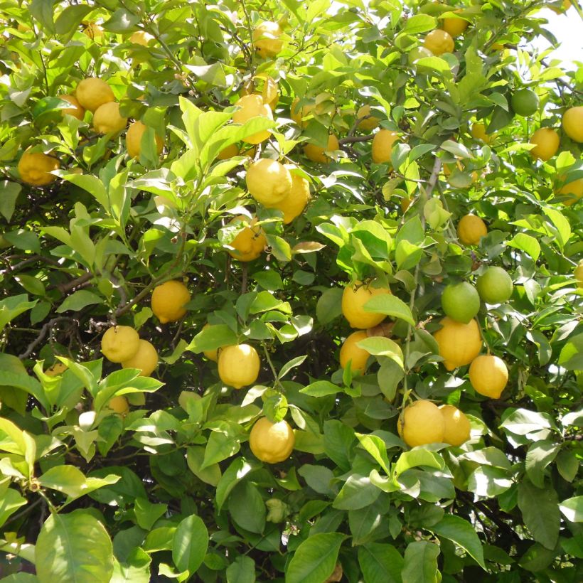 Four Seasons Lemon Tree - Citrus limon (Harvest)
