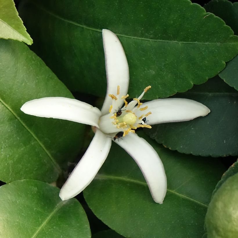 Citrus limon Adamo - Lemon Tree (Flowering)