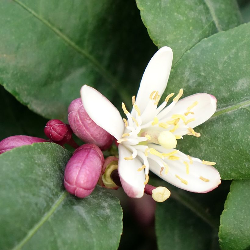 Lemon - Citrus limon Femminello Carrubaro (Flowering)