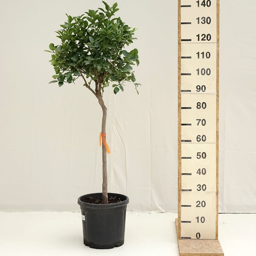 Citrus limetta Pursha - Sweet Lemon 18L/20L pot, Half standardShipped height around 100/+cm sample as delivered in spring