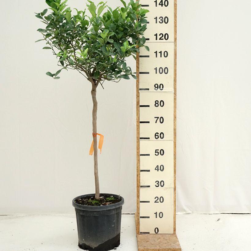Citrus limetta Pursha - Sweet Lemon 18L/20L pot, Half standard sample as delivered in summer