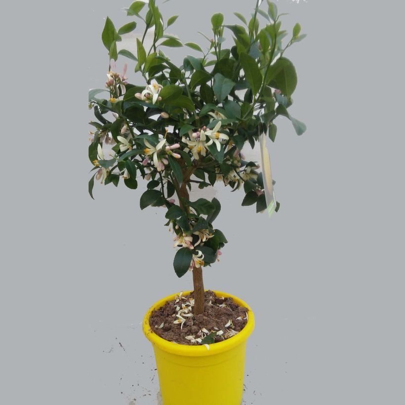 Example of Citronnier Meyer - Citrus x meyeri Pot de 4L/5L specimen as delivered