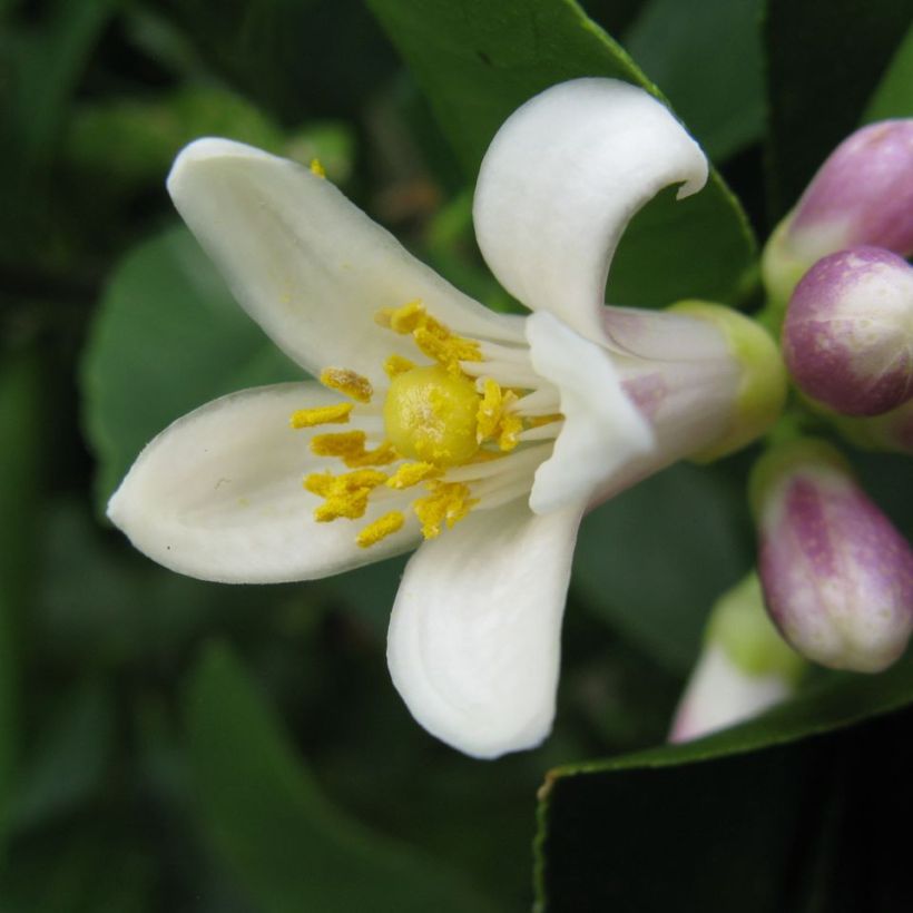 Meyer Lemon Tree - Citrus x meyeri (Flowering)