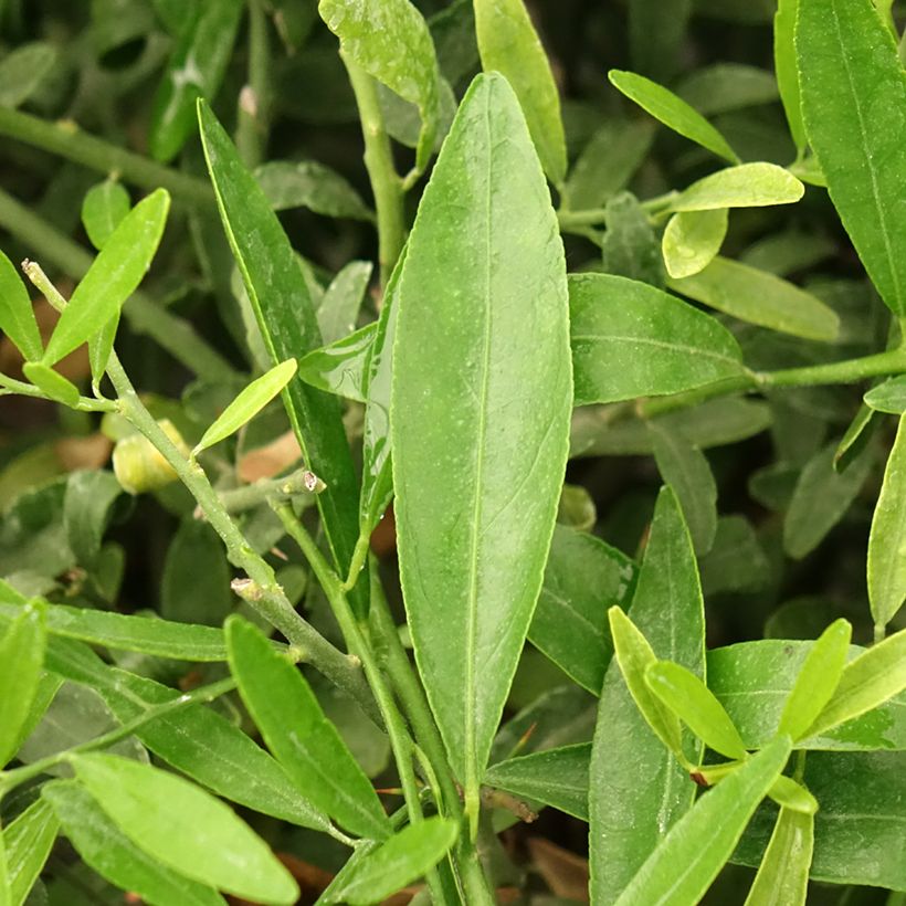 Citrus glauca - Desert lime (Foliage)