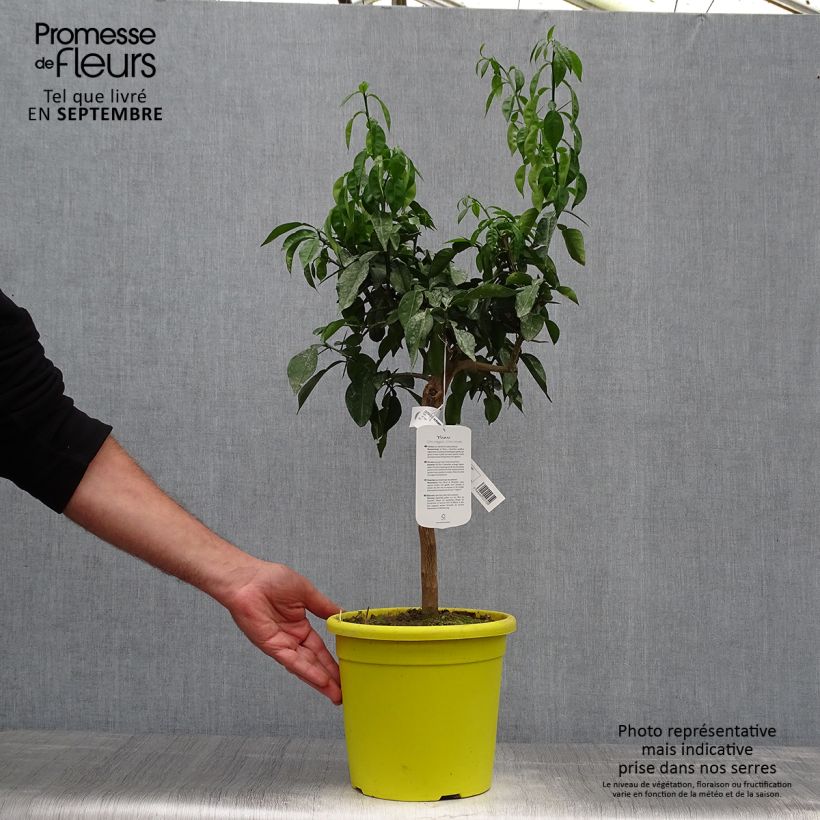 Citrus ichangensis - Ichang Papeda  Pot de 4L/5L sample as delivered in autumn