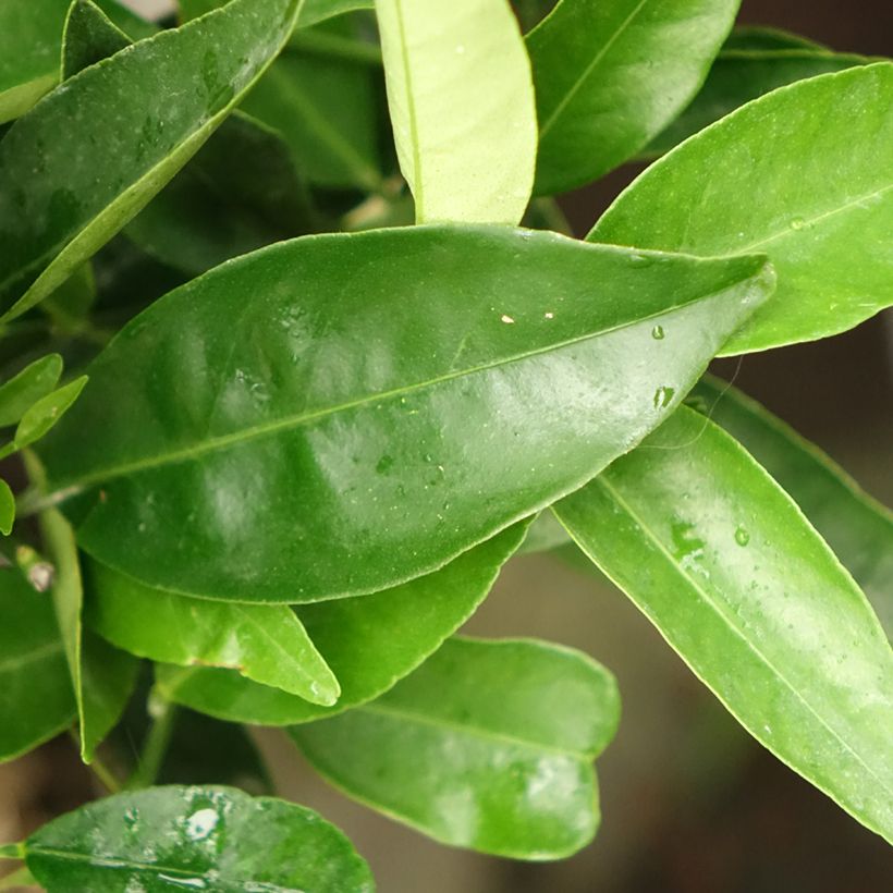 Kumquatine - Citrus Kucle (Foliage)