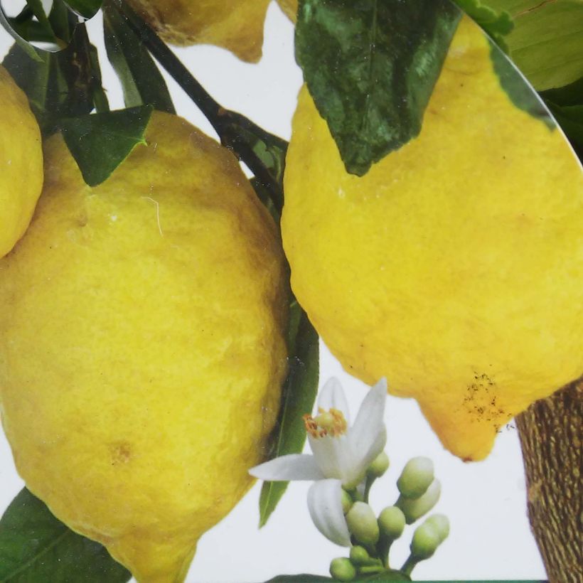 Citrus limon Femminello Incappucciato - Lemon Tree (Harvest)