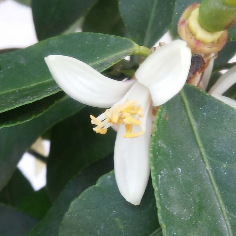Citrus limon Femminello Incappucciato - Lemon Tree (Flowering)