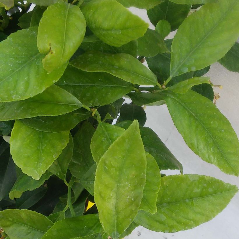 Citrus limon Femminello Incappucciato - Lemon Tree (Foliage)