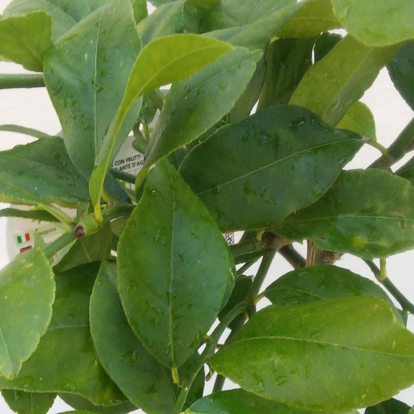 Citrus limon Femminello Siracusano - Lemon Tree (Foliage)