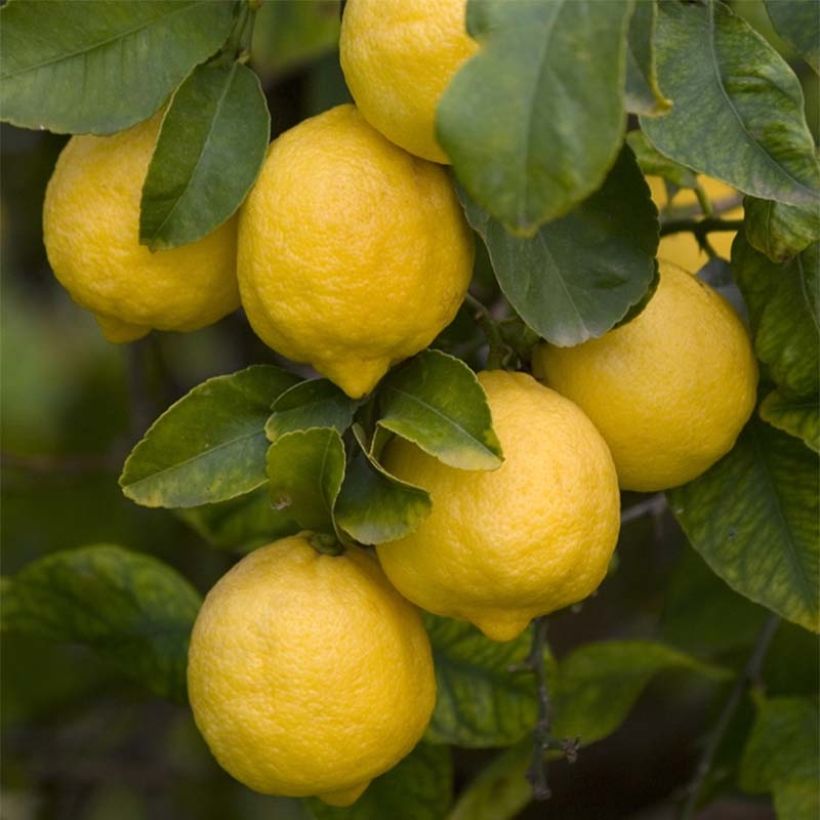 Citrus limon Femminello Siracusano - Lemon Tree (Harvest)