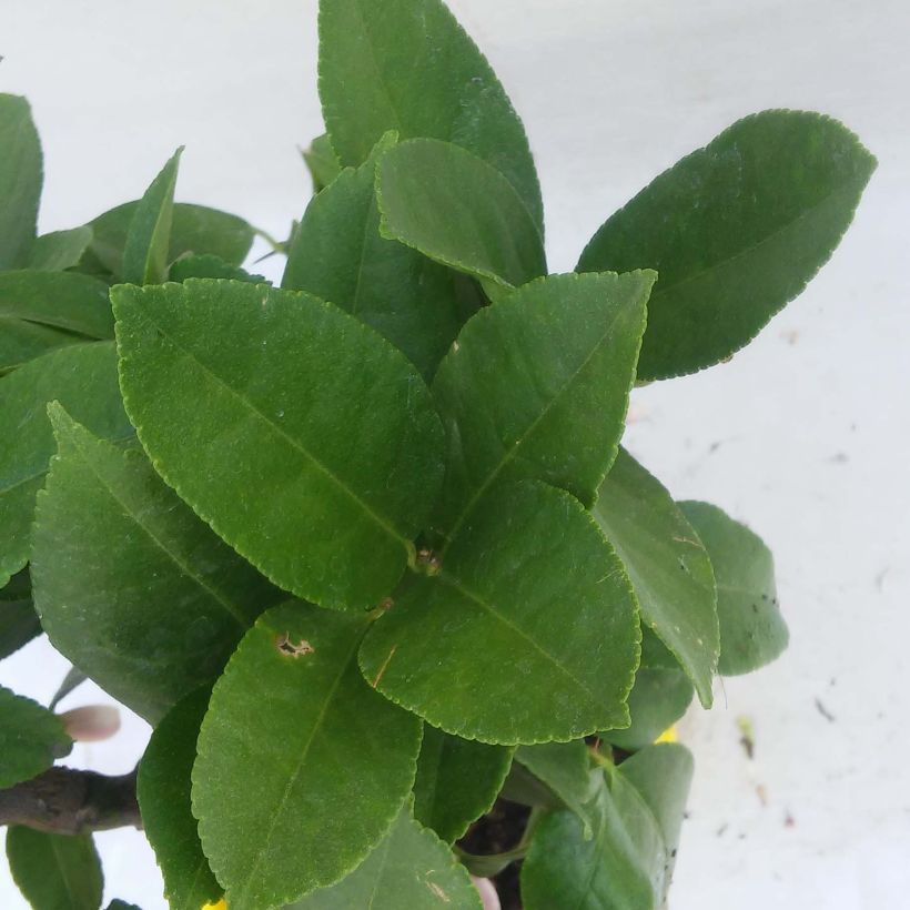 Citrus limon Lemox - Lemon Tree (Foliage)