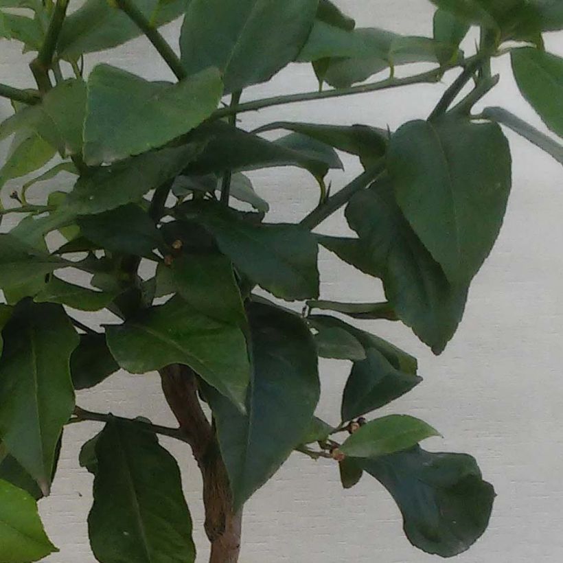 Citrus Lipo - Hybrid Citrus (Foliage)