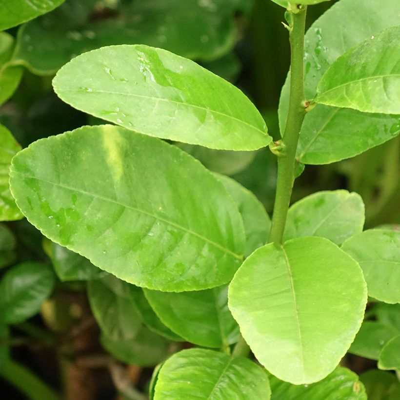 Maxima Citron - Citrus medica Maxima (Foliage)