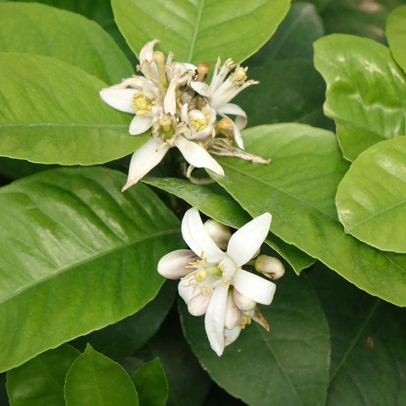 Rainbow Orange - Citrus x Doppio Sanguigno (Flowering)