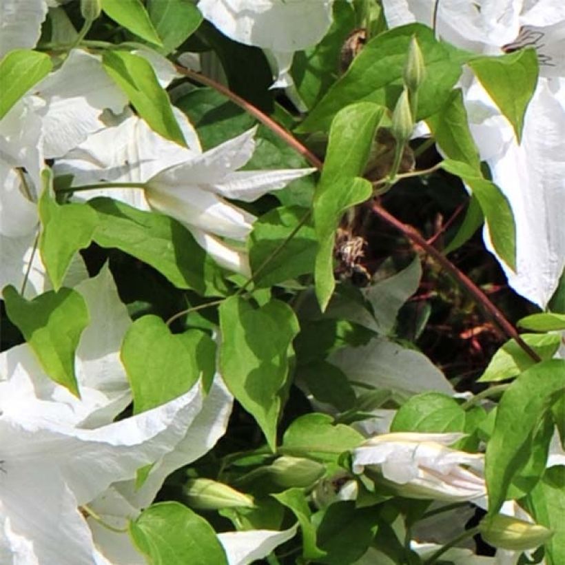 Clematis x patens Beautiful Bride - Early Large-flowered Clematis (Foliage)