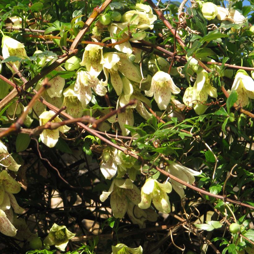 Clematis cirrhosa var. balearica (Flowering)