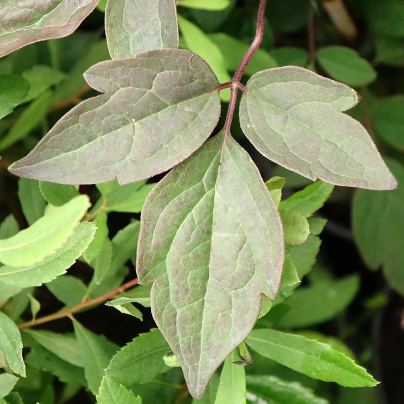 Clematis montana var. rubens Pink Perfection (Foliage)