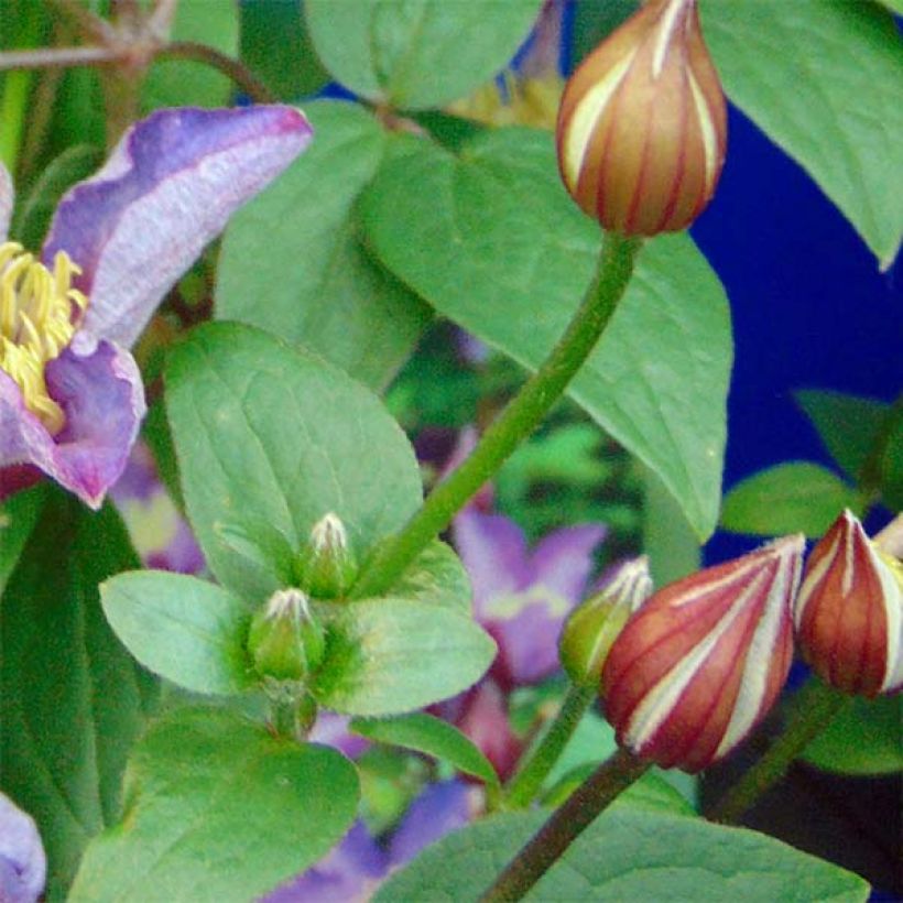 Clematis patens Exciting (Foliage)