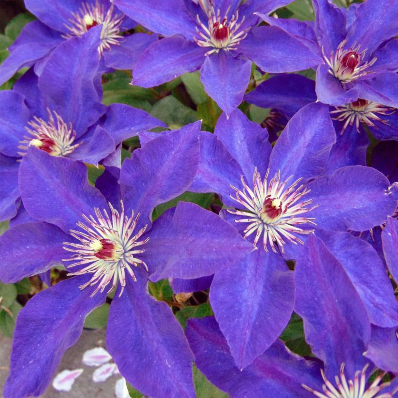 Clematis The President (Flowering)