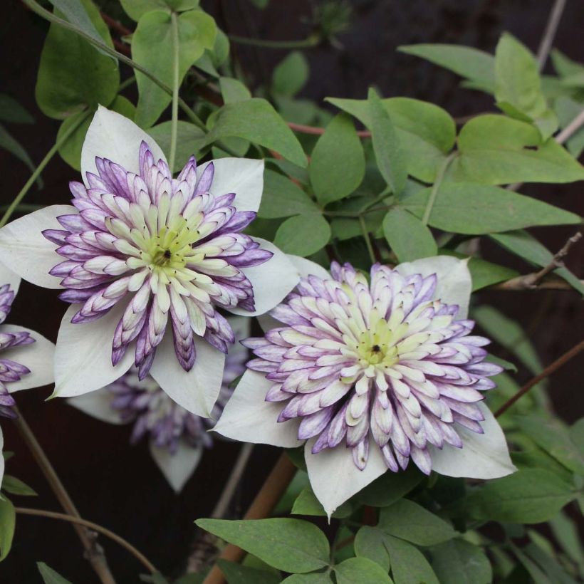 Clematis Viennetta  (Flowering)