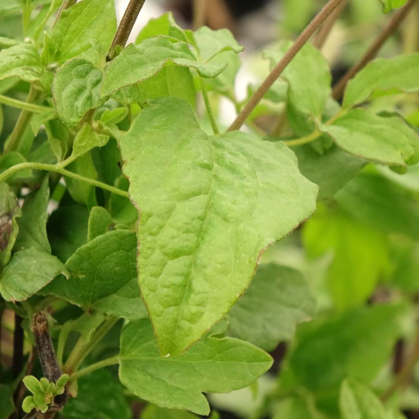 Clematis Blekitny Aniol (Foliage)