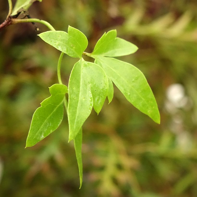 Clematis x napaulensis Christmas Surprise (Foliage)