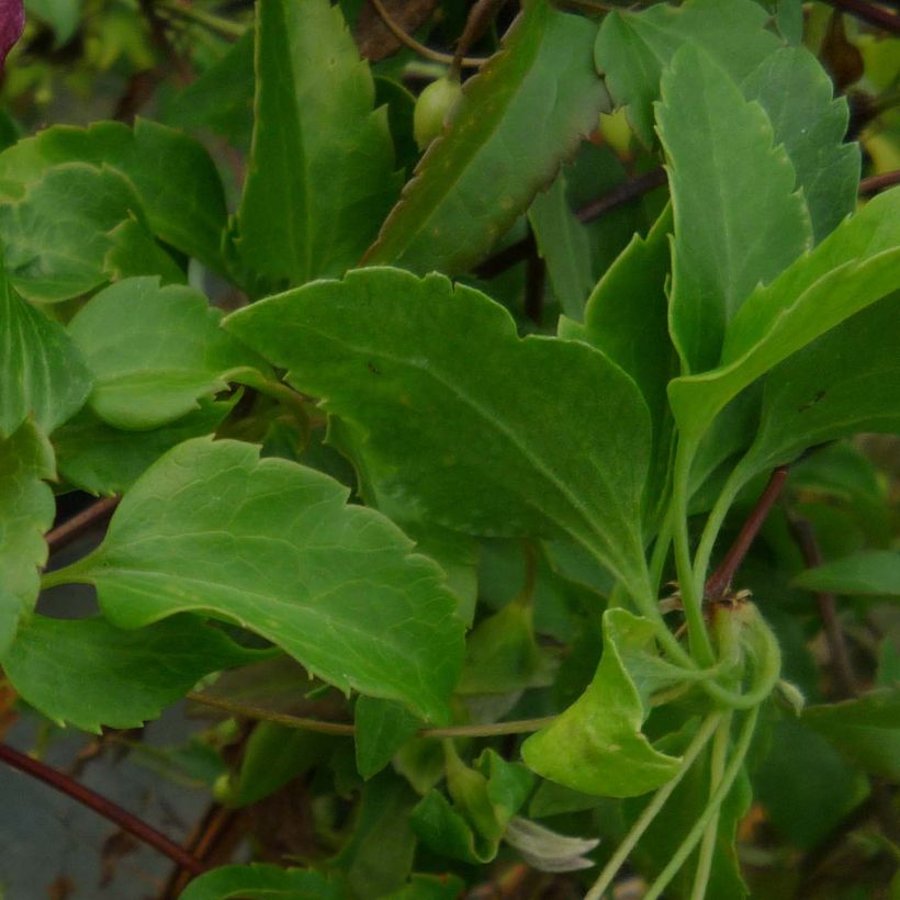 Clematis cirrhosa Lansdowne Gem (Foliage)