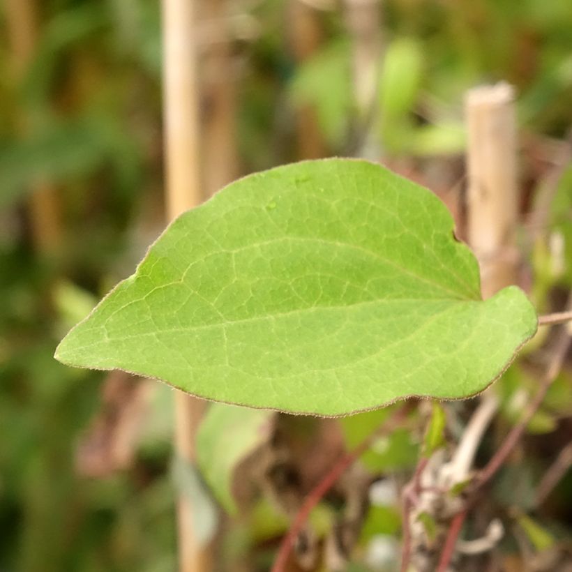 Clematis  Alice Fisk (Foliage)