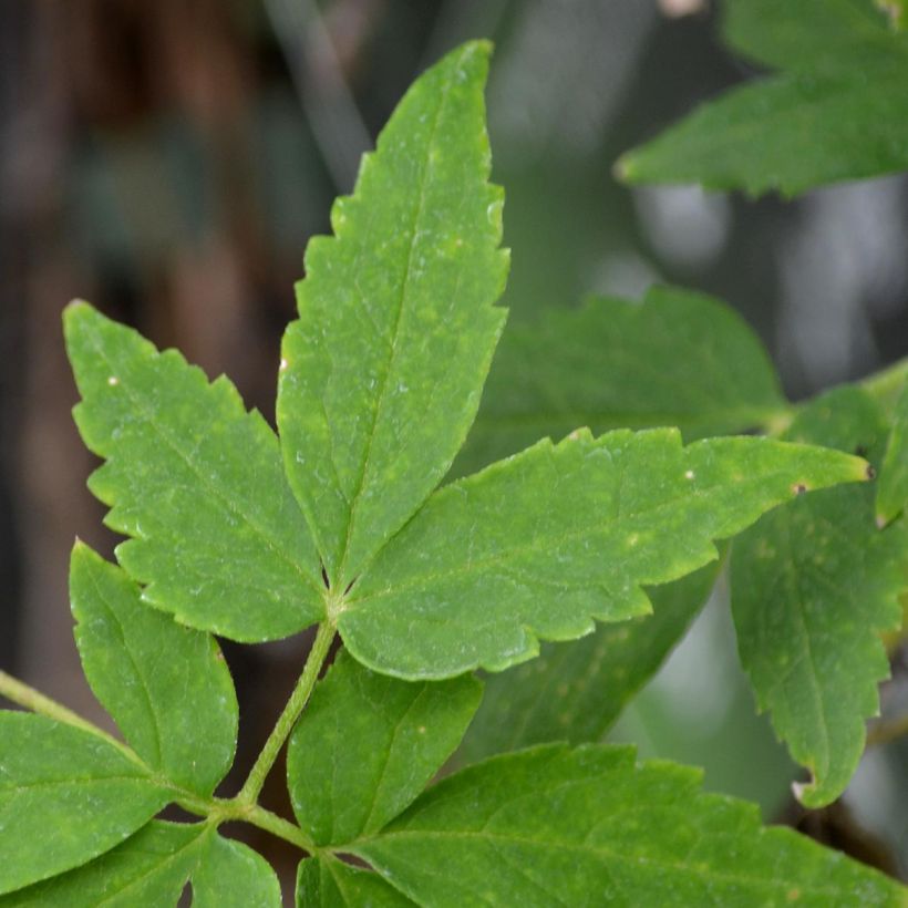 Clematis atragene alpina Plena (Foliage)