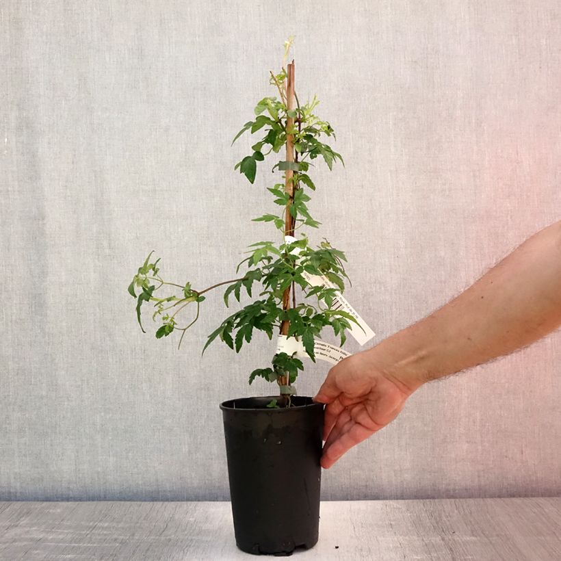 Clematis atragene alpina Francis Rivis 2L/3L pot sample as delivered in summer