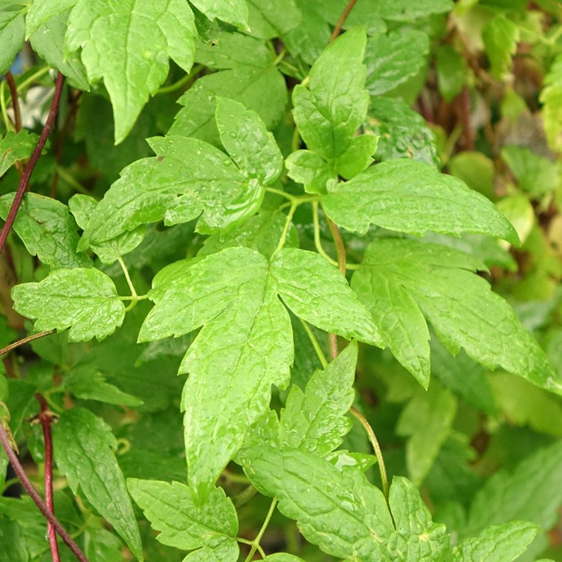 Clematis atragene alpina Ocean Pearl (Foliage)