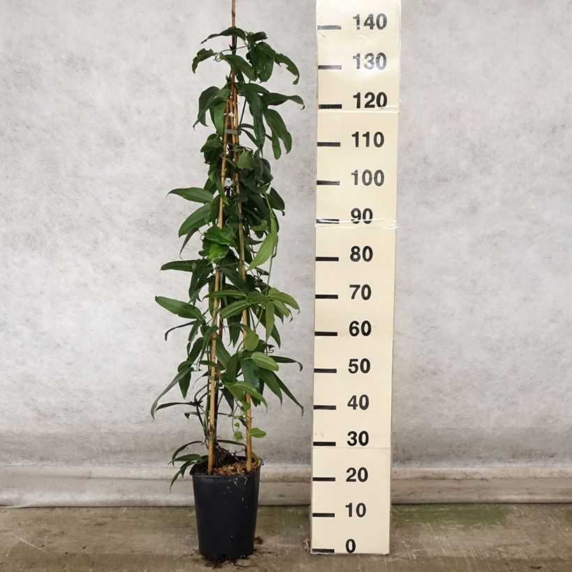 Clematis armandii - Evergreen Clematis 4L/5L pot sample as delivered in autumn
