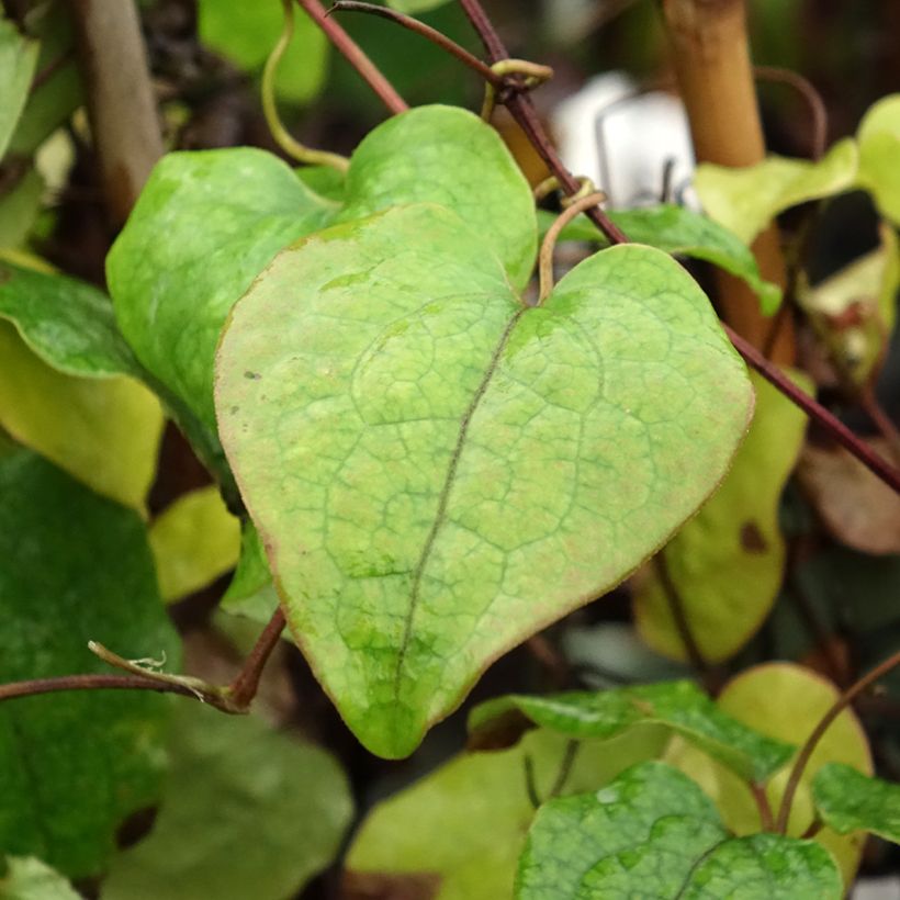 Clematis Asao (Foliage)